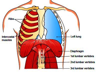Accessory Muscles Of Respiration / Accessory Muscles Of Respiration